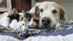 gattini e cucciolo