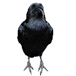 piccolo corvo