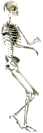 skeleton