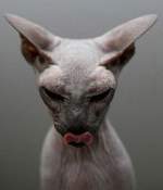 sphynx