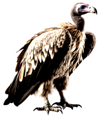 avvoltoio