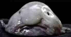 blobfish