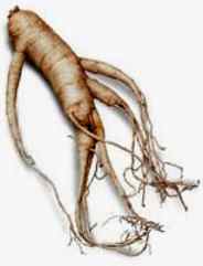 ginseng