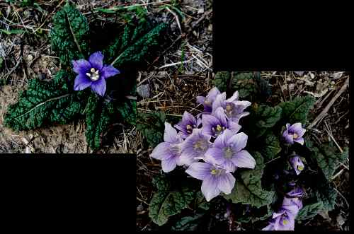 fiori di mandragora