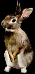 rabbit