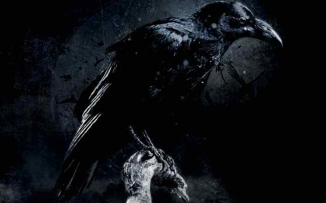 raven