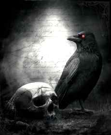 raven
