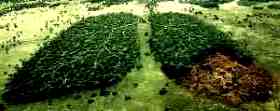foresta amazzonica