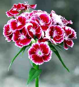 garofano d'india il fiore dei morti