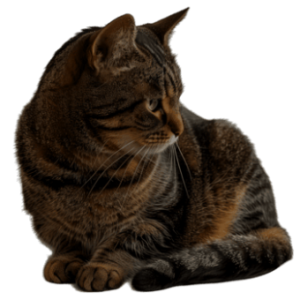 gatto