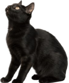 gatto nero della strega