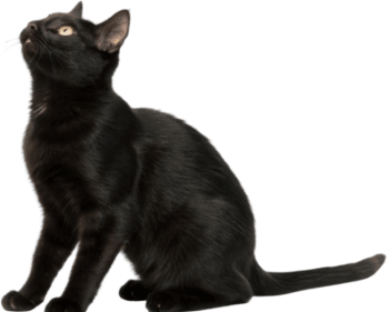 gatto nero famiglio