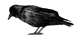 corvo nero