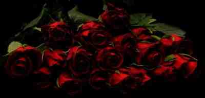 rose rosse