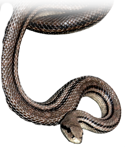 serpente