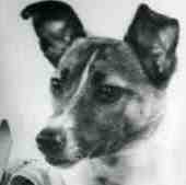 laika
