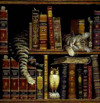 libreria con gatto e libri