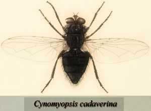 mosca cadaverina