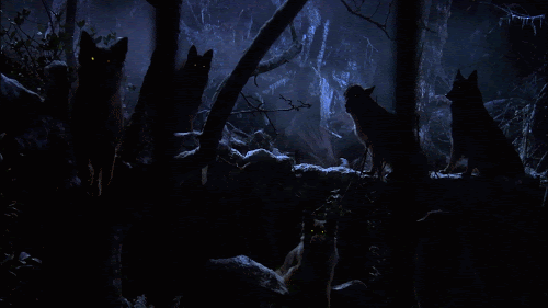 lupi nella notte