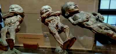 mummie museo gorini