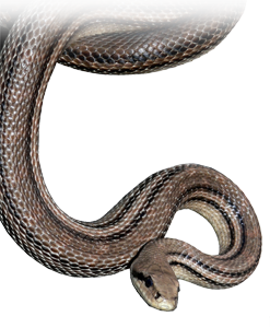 serpente